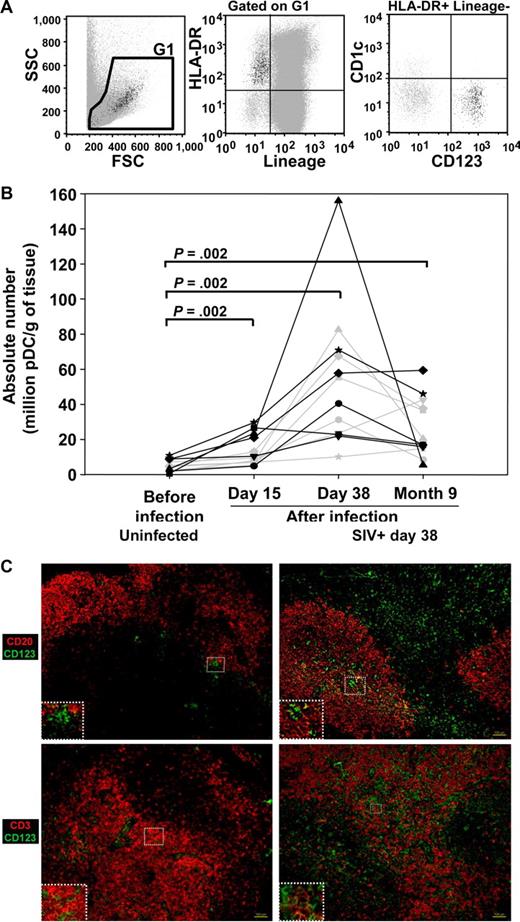 Figure 2. pDC dynamics in the peripheral lymph nodes of cynomolgus macaques after infection with SIV. (A) Representative dot plot showing CD123+ CD1c− pDCs in a lineage (CD3, CD8, CD14, and CD20)− HLA-DR+ gate, in lymph node cells. (B) Changes in the numbers of pDCs in sequential peripheral lymph node biopsies over time. Solid gray lines: macaques infected with 50 AID50; solid black lines: macaques infected with 5000 AID50. P values are given for the Wilcoxon rank test. (C) Distribution of CD123+ cells in lymph nodes of SIV-uninfected (left panel) and SIV-infected macaques (day 38 after exposure, right panel). Photographs are representative of 2 SIV-negative and 3 SIV-positive macaques and of the entire section observed. Serial lymph node sections (10 μm) were either double-labeled for CD123 and CD20 (top panel), or CD123 and CD3 (bottom panel), or stained with isotypic control antibodies or DAPI (Figure S1). Magnification: ×100. Inset magnification: ×200 (top left, top right, bottom left) and ×400 (bottom right).
