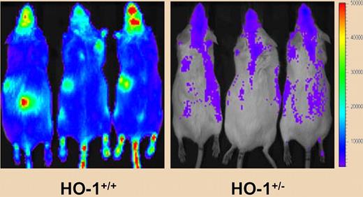 Ineffectiveness of primitive HO-1+/− bone marrow cells. In vivo bioluminescence imaging shows the reduced capacity of luciferase expressing bone marrow from HO+/− mice to reconstitute hematopoietic cells in lethally irradiated recipients. See the complete figure in the article beginning on page 4494.