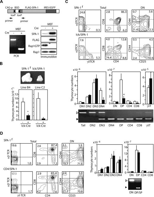 Figure 1. Expression of SPA-1 transgene impairs the development of αβ T-lineage cells specifically at the DN3 to DN4 stage transition. (A) Schematic representation of the Tg vector (top). Primer positions to detect Cre-mediated recombination are indicated. MEFs from SPA-1flox Tg mice were infected with empty or Cre-containing adenovirus and then cultured for 2 days. DNA was extracted for the genomic PCR with the use of above primers (bottom left). Aliquots of the cells were lysed and subjected to immunoblotting with the indicated antibodies (bottom right). Rap1GTP was assessed by pull-down assay. (B) Two independent SPA-1flox Tg mouse lines, B4 and C2, were crossed with lck-Cre Tg mice, and the thymi of double Tg (lck/SPA-1) and littermate control mice were examined at 8 to 12 weeks of age. Representative macroscopic images and the mean thymocyte numbers of 5 mice are shown. *P < .01. (C) Representative FACS profiles of the thymocytes from lck/SPA-1 Tg and control littermates (top). The mean cell numbers and SE of the thymocyte subsets from 5 lck/SPA-1 Tg (■) and 5 littermate SPA-1flox Tg (□) mice are indicated. *P < .01. Thymocytes of each subset were sorted, and genomic PCR was done. ▷ indicates a flox band and ▶ a Cre-recombined band. (D) SPA-1flox Tg mice (C2 Tg mouse line) were crossed with CD4-Cre Tg mice, and the thymi of double Tg (CD4/SPA-1) and littermate control mice were examined at 5 to 6 weeks of age. Representative FACS profiles (left) and the mean cell numbers and SE of the thymocyte subsets from 4 CD4/SPA-1 Tg (■) and 4 littermate SPA-1flox Tg (□) mice are indicated (right). Thymocytes of DN and DP/SP fractions were sorted, and genomic PCR was done.