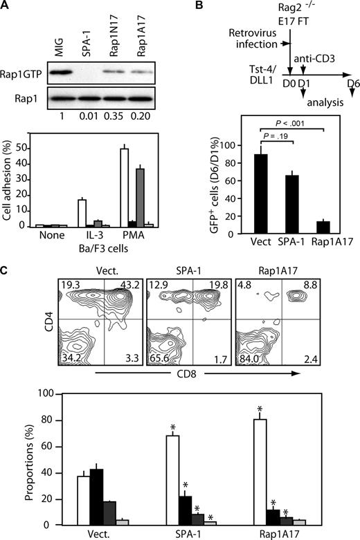 Figure 3. Dominant-negative Rap (Rap1A17) inhibits β-selection of Rag2−/− DN cells in vitro. (A) Ba/F3 cell line was infected with empty MIG (□) or MIG containing SPA-1 (), Rap1N17 (), or Rap1A17 (■). The GFP+ cells were sorted, cultured in the presence of interleukin-3, and lysed. Rap1GTP was assessed by pull-down assay, and Rap1 activation indices are indicated (top). Aliquots of the cells were fluorescence-labeled and cultured in the absence or presence of interleukin-3 or PMA on fibronectin-coated plates for 30 minutes, then the fluorescence of cells adherent to fibronectin was examined (bottom). Means and SE of triplicate cultures are indicated. (B) Fetal thymocytes (FT) from Rag2−/− mice (E17) were infected with empty MIG or MIG containing SPA-1 or Rap1A17 and cultured on TSt4/DLL1 stroma cells (top). One day later, 10 μg/mL anti-CD3ϵ antibody was added. The cells were harvested on days 1 and 6. Mean viable cell recoveries and SE of GFP+ cells at day 6 versus day 1 in 5 independent experiments are indicated (bottom). (C) The cells at day 6 in panel B were 2-color stained with anti-CD4 and anti-CD8; the representative profiles in a GFP+ gate are shown (top). The mean proportions and SE of DN (□), DP (■), CD4 SP (), and CD8 SP () cells in 5 independent experiments are indicated (bottom). *P < .01 compared with the proportions of corresponding subsets in vector control group.