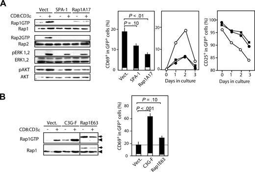 Figure 4. Rap activation mediates the pre-TCR signal in a DN cell line. (A) SCID.adh cells were infected with empty MIN or MIN containing SPA-1 or Rap1N17, and NGFR+ cells were sorted. The cells were then infected with empty MIG or MIG containing CD8:CD3ϵ and cultured. Sixteen hours later the cells were harvested, lysed, and immunoblotted with the indicated antibodies (left). RapGTPs were detected by a pull-down assay. Similar results were obtained in 2 independent analyses. Twenty-eight hours after the culture, the cells were harvested and stained with anti-CD69 antibody. The means and SE of the proportions of CD69+ cells in a GFP+ gate of 5 independent experiments are indicated (middle). □, empty MIN; ■, MIN-CD8:CD3ϵ. To follow the kinetics, the cells were harvested at various days after CD8:CD3ϵ expression and the proportions of CD69+ and CD25+ cells in GFP+ gate were determined (right), SCID.adh cells transfected with empty MIN (○), SPA-1 (●), and Rap1A17 (■). Similar results were obtained in 2 independent experiments. (B) SCID.adh cells were infected with empty MIN or MIN containing C3G-F or FLAG-tagged Rap1E63, and the similar analysis described in panel A were performed. indicates FLAG-tagged Rap1E63; and ◀, endogenous Rap1.