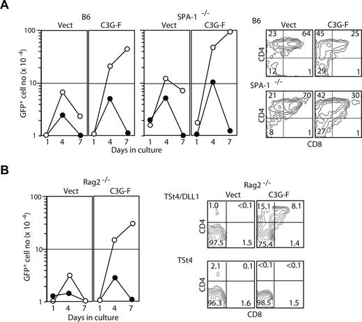 Figure 5. Expression of C3G-F enhances Notch-dependent β-selection in vitro bypassing pre-TCR. (A) Fetal thymocytes (E17) from B6 or SPA-1−/− mice were infected with empty MIG or MIG containing C3G-F and cultured on TSt4/DLL1 cells in the absence (○) or presence (●) of DAPT (1 μg/mL). The cells were harvested on day 1, day 4, and day 7, and the GFP+ cell numbers were determined (left). The experiments were repeated twice, and similar results were obtained. On day 4, aliquots of the cells were harvested and 2-color stained with anti-CD4 and anti-CD8 antibodies; the profiles in a GFP+ gate are indicated (right). (B) Fetal thymocytes (E17) from Rag2−/− mice were infected with empty MIG or MIG containing C3G-F, and then cultured on TSt4/DLL1 cells in the absence (○) or presence (●) of DAPT (1 μg/mL) without the addition of anti-CD3ϵ antibody. The cells were harvested on day 1, day 4, and day 7, and the GFP+ cell numbers were determined (left). Similar results were obtained in 2 independent experiments. The cells were cultured in the presence of TSt4 or TSt4/DLL1 cells and stained with anti-CD4 and anti-CD8 antibodies on day 4; the profiles in a GFP+ gate are indicated (right).
