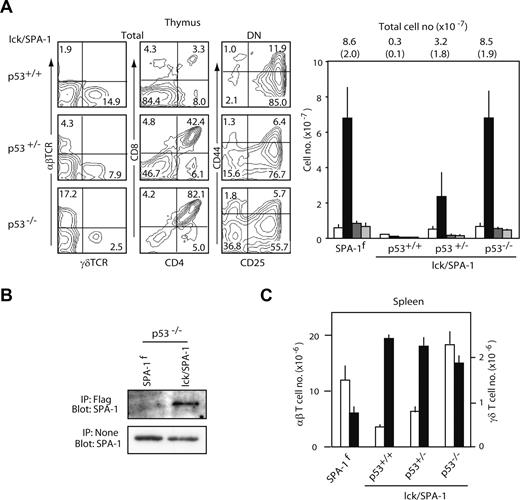 Figure 6. Introduction of p53−/− mutation restores the defect of αβ T-cell development in lck/SPA-1 Tg mice. (A) The thymocytes from lck/SPA-1 Tg mice of p53+/+, p53+/−, or p53−/− backgrounds at 5 weeks of age (4 mice per group) were stained with the combinations of indicated antibodies; the representative FACS profiles are indicated (left). The mean numbers and SE (parentheses) of the total thymocytes as well as the subsets are also indicated (bottom); DN (□), DP (■), CD4 SP () and CD8 SP () cells. (B) Thymocytes from p53−/− lck/SPA-1 Tg and control SPA-1flox mice were lysed, immunoprecipitated with anti-FLAG, and blotted with anti–SPA-1 antibody. (C) Spleen cells were 2-color stained with anti-TCRβ and anti-TCRδ antibodies, and the mean numbers and SE of αβ T cells (□) and γδ T cells (■) were determined.