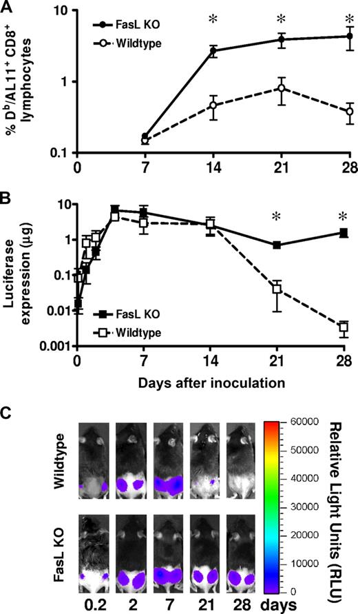Figure 1. Damping of luciferase expression from a plasmid DNA vaccine construct is FasL-mediated. (A) SIV-gag AL11 epitope-specific CD8+ T-cell responses in vaccinated wild-type and FasL KO mice. Epitope-specific CD8+ T-cell responses were measured by Dd/AL11 tetramer staining of CD8+ T cells at the indicated times after plasmid DNA vaccine inoculation. (B) Photo images overlaid with visualized infrared signal readouts of wild-type and FasL knockout (FasL KO) mice. Wild-type and FasL knockout mice were inoculated with plasmid DNA-Luc (n = 4), and the in vivo expression of luciferase was measured by IVIS imaging. Comparison of luciferase antigen expression between wild-type and FasL KO mice. (C) Representative infrared signal images of luciferase activity are shown as relative light units (RLU) at 0.2, 2, 7, 21, and 28 days after plasmid DNA inoculation. The line graphs represent mean values; error bars represent SEM. Statistically significant differences at specific times were determined by the Mann-Whitney test. *Significant difference (P < .05).