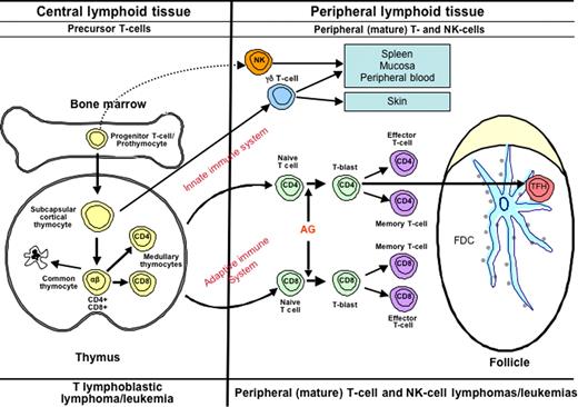 Figure 3. Diagrammatic representation of T-cell differentiation and function. Lymphoid progenitors enter the thymus where precursor T cells develop into varied types of naive T cells. The cells of the innate immune system include NK cells, γδ T cells, and NK-like T cells. These cells constitute a primitive type of immune response that lacks both specificity and memory. In the adaptive immune system, αβ T cells leave the thymus, where, upon exposure to antigen, they may undergo blast transformation and develop further into CD4+ and CD8+ effector and memory T cells. T cells of the adaptive immune system are heterogeneous and functionally complex, and include naive, effector (regulatory and cytotoxic), and memory T cells. Another specific type of effector T cells is the follicular helper T-cell that is found in GCs (TFH). Upon antigenic stimulation, T-cell responses may occur independent of the GC, or in the context of a GC reaction. The lymphomas of the innate immune system are predominantly extranodal in presentation, mirroring the distribution of the functional components of this system.113 T-cell lymphomas of the adaptive immune system present primarily in adults, and are mainly nodal in origin.
