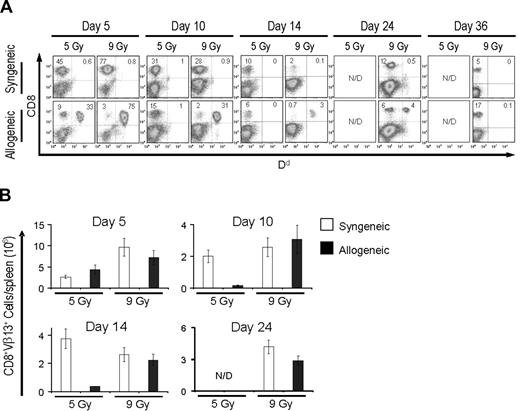 Figure 1. Allogeneic antitumor T lymphocyte persistence in vivo. C57BL/6 mice bearing B16 tumors were irradiated with 5 or 9 Gy TBI and injected on day 0 with 106 allogeneic pmel-1b/d cells, vaccinia virus encoding hgp10025-33, and exogenous rhIL-2 (alloPVI) or with 106 syngeneic pmel-1b/b cells, vaccinia virus encoding hgp10025-33, and exogenous rhIL-2 (synPVI). All groups received syngeneic BMT with 106 unsorted bone marrow cells the day after the transfer of the effector cells. At the indicated time points, mice were killed, and the spleens were analyzed by flow cytometry for the presence of the transferred cells. (A) The dot plots show the percentage of CD8+ H-2 Dd+ cells. Allogeneic cells were detectable up to day 24 after transfer. (B) Absolute numbers of CD8+Vβ13+ cells present in the spleens of the animals. Each bar represents 3 mice plus or minus SE. Data are representative of 3 independent experiments.