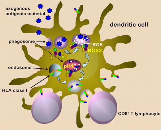 Schematic representation of the role of NOX2 in ROS generation, phagosome alkalinization, and presentation of exogenous antigens on class I HLA molecules.