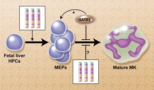 Proposed model for the mechanism for the leukemogenic cooperation between constitutional trisomy 21 (cT21) and GATA1s mutations in the megakaryoblastic leukemias of DS.5 Increased expression of genes from cT21 in fetal liver HPCs tilt the normal hematopoiesis toward increased production of megakaryocytic erythroid progenitors (MEPs). It's also possible that cT21 blocks terminal megakaryocytic (MK) differentiation. The somatically-acquired GATA1s mutation further blocks MK differentiation and enhances the proliferation of the MEPs. Professional illustration by Alice Y. Chen.