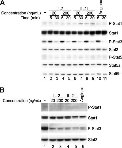 Figure 6. Decreased Stat3 activation is correlated with angiostatic activity. (A) Western blot analysis (n = 2) of cell lysates of 10 ng/mL bFGF stimulated SVEC4-10 after 5- or 30-minute incubation with IL-2, IL-21, or anginex. After 30 minutes, IL-2-, IL-21-, and anginex-treated cells showed decreased Stat3 phosphorylation (P-Stat3). (B) Western blot analysis (n = 1) of cell lysates of bFGF stimulated primary mouse endothelial cells after 30 minutes with IL-21, IL-2, or anginex.