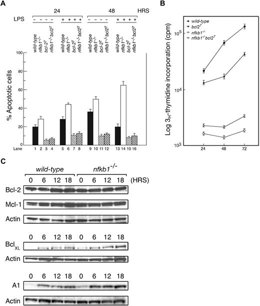 Figure 1. Transgenic Bcl-2 protects nfkb1−/− B cells from spontaneous and LPS-induced apoptosis. Purified B cells from wt, nfkb1−/−, bcl-2T, and nfkb1−/−bcl-2T mice were cultured with or without LPS for the indicated times. (A) Levels of cell death. The data are mean plus or minus SEM for 3 experiments. (B) B-cell proliferation. Results represent mean plus or minus SEM of 3 experiments, each performed in triplicate. (C) Bcl-2, Mcl-1, Bcl-xL, and A1 expression in B cells after LPS stimulation. This blot is representative of 3 experiments.