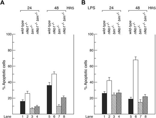 Figure 2. Loss of Bim prevents spontaneous and LPS-induced nfkb1−/− B-cell apoptosis. wt, nfkb1−/−, bim−/−, and nfkb1−/−bim−/− B cells were cultured with or without LPS for 48 hours. (A) Spontaneous apoptosis after 24 and 48 hours. (B) B-cell death after LPS stimulation over 48 hours. Results represent the mean plus or minus SEM of 5 experiments.