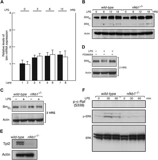 Figure 3. Enhanced LPS-induced apoptosis of nfkb1−/− B cells is associated with defective ERK activation. (A) bim mRNA expression in wt (■) and nfkb1−/− (□) B cells before and after LPS stimulation. bim expression in each sample determined by QRT-PCR was normalized relative to gapdh mRNA expression. The data represent the mean plus or minus SD of 3 experiments. (B) Western blots for Bim in wt and nfkb1−/− B cells after LPS stimulation for 6, 12, and 18 hours. The data are representative of 4 experiments. (C) Bim Western blots for wt and nfkb1−/− B cells left untreated or stimulated with LPS for 2 hours. (D) Bim Western blots for wt B cells, untreated or LPS-stimulated (2 hours) in the absence or presence of PD98059. (E) Tpl2 expression in wt and nfkb1−/− B cells. (F) ERK and c-Raf S338 phosphorylation in wt and nfkb1−/− B cells after LPS stimulation. Results shown for panels C through F are representative of 3 separate experiments.