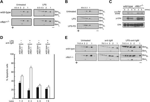 Figure 5. LPS stimulation results in ERK phosphorylation of Bim. (A,B) wt or nfkb1−/− B cells were cultured for 2 hours without or with LPS in the absence or presence of PD98059. Cell lysates were subjected to 2-dimensional gel electrophoresis and Western blotting using Bim-specific antibodies. The data are representative of 5 experiments. (C) Western blots for phospho–c-Raf, phospho-ERK, and ERK in wt and nfkb1−/− B cells stimulated with anti-IgM antibodies. Data are representative of 3 experiments. (D) Apoptosis in wt and nfkb1−/− B-cell cultures untreated or stimulated for 48 hours with LPS, anti-IgM antibodies, or both agents. The data represent the mean plus or minus SEM from 4 experiments. (E) Bim Western blots on 2-dimensional gels for wt and nfkb1−/− B cells left untreated or stimulated (2 hours) with anti-IgM antibodies in the absence or presence of LPS. Data are representative of 3 experiments. The symbols “+” and “−” (panels A, B, and C) refer to the anode and cathode, respectively, and numbers refer to Bim isoforms.