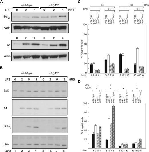 Figure 6. LPS stimulation increases the association of Bim with A1 and Bcl-xL in B cells. (A) Western blots for Bcl-xL and A1 from wt and nfkb1−/− B cells stimulated with LPS for the indicated times. The data are representative of 3 experiments. (B) Bim immune precipitates from lysates of untreated or LPS-stimulated (2, 6, and 12 hours) wt and nfkb1−/− B cells analyzed by Western blotting for Bcl-2, A1, and Bcl-xL expression. (C) Spontaneous and LPS-induced apoptosis in B cells from wt, c-rel−/−, bim−/−, or c-rel−/−bim−/− mice. The data represent the mean plus or minus SEM from 4 experiments. (D) Spontaneous and LPS-induced apoptosis of B cells from wt, nfkb1−/−, c-rel−/−, or nfkb1−/−c-rel−/− (all with or without the bcl-2T). The data represent the mean plus or minus SEM from 3 experiments.