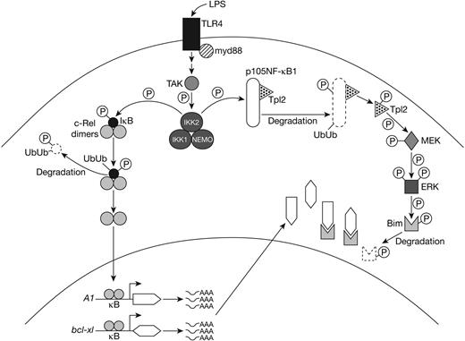 Figure 7. Optimal B-cell survival in response to TLR4 signaling. Optimal B-cell survival in response to TLR4 signaling involves Bim neutralization by a combination of degradation after Tpl2-dependent ERK phosphorylation, plus binding to the Bcl-2–like prosurvival proteins A1 and Bcl-xL, which are up-regulated by c-Rel–dependent transcription.