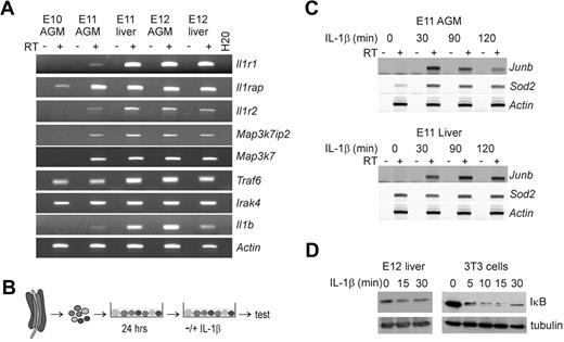 Figure 1. IL-1R–signaling components are expressed and functional in the midgestation AGM region and liver. (A) RT-PCR analysis performed to examine the expression of the IL-1Rs type I (Il1r1), the accessory receptor (Il1rap) and the receptor type II (Il1r2), and several downstream signaling components, including Map3k7ip2 (TAB2), Map3k7 (TAK1), Traf6, and Irak4, and the ligand IL-1β (Il1b) in the E10-E12 AGM region and E11-E12 FL. (B) Overview of the culture method used to study gene induction or IκB degradation in AGM tissues. Single-cell suspensions were made from E11 AGM tissues and cultured in 6-well plates overnight. The next day, cells were treated with IL-1β and harvested for RT-PCR analysis or IκB degradation studies. (C) Representative semiquantitative RT-PCR for the IL-1β target genes Junb and Sod2 (MnSOD) after stimulation of E11 AGM and liver single-cell suspensions with IL-1β (10 ng/mL) for 0, 30, 90, or 120 minutes. (D) Western blot showing rapid IκB degradation after IL-1β stimulation (10 ng/mL) of E12 liver cells (left panel) or 3T3 fibroblasts (right panel).