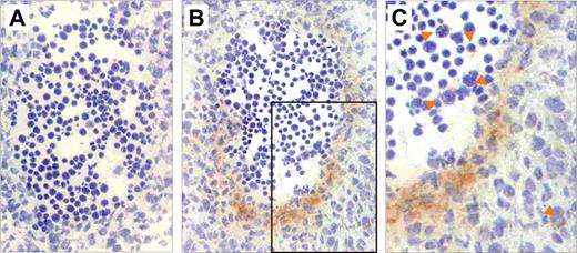Figure 2. IL-1RI is expressed by cells in the E11 region aortic hematopoietic, endothelial, and mesenchymal cells. Immunostaining performed with (A) a control antibody and (B,C) an IL-1RI–specific antibody on transverse cryosections from E11 embryos. (C) An enlargement of the boxed area in panel B. The dorsal aorta of the AGM region is shown with the ventral side at the bottom of the section. Positive signal is seen as an orange-brown precipitate from the DAB chromogen. The sections were counterstained with hematoxylin. Orange arrowheads indicate single IL-1RI–expressing cells in the circulation and scattered in the tissue. Slides were viewed with an Olympus BX40 research microscope (Olympus Nederland B.V., Zoetewoude, The Netherlands) using an Olympus lens at 20×/0.40 PH. Images were acquired and processed with Adobe Photoshop version 7.0 (Adobe Systems, San Jose, CA).