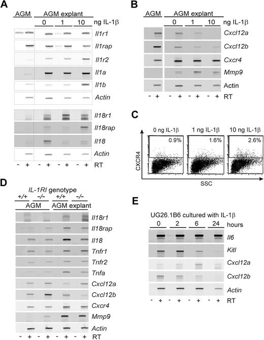 Figure 6. Expression of IL-1–signaling molecules and hematopoietic regulators in IL-1β–stimulated AGMs. (A) RT-PCR analysis of E11 AGM tissue before and after 3-day explant culture in the presence of 0, 1, or 10 ng/mL IL-1β. Changes in gene expression of some of the tested genes (Il1r1, Il1rap, Il1r2, Il1a, Il1b, Il18r1, Il18rap, Il18) are found after explant culture or are induced by the presence of IL-1β. (B) RT-PCR analysis of E11 AGM tissue before and after 3-day explant culture in the presence of 0, 1, or 10 ng/mL IL-1β. Changes in gene expression of some of the tested genes (Cxcl12a and Cxcl12b, Cxcr4, Mmp9) are found after explant culture or are induced by the presence of IL-1β. (C) Flow cytometric analysis of cultured E11 aorta explants for expression of CXCR4. E11 aorta explants were cultured in the presence of 0, 1, or 10 ng/mL IL-1β for 3 days before analysis. The percentage of CXCR4+ cells is indicated in the gated upper section (n = 3); 3 × 104 events were analyzed, and 1.3 to 1.5 × 104 events are shown. (D) RT-PCR analysis of AGM tissue from Il1r1+/+ and Il1r1−/− E11 embryos. AGM tissues before and after 3-day explant culture were used for RNA preparation. Changes in gene expression of some of the tested genes (Il81r1, Il81rap, Il18, Tnfr1, Tnfr2, Tnfa, Cxcl12a, Cxcl12b, Cxcr4, Mmp9) are found in the absence of IL-1RI directly or after explant culture; n = 2-3 for each gene. (E) RT-PCR analysis of UG26-1B6 cells treated with 10 ng/mL IL-1β for various times (2-24 hours) and examined for gene expression of several hematopoietic cytokines (Il6, Kitl) and chemokines (Cxcl12a, Cxcl2b). Representative experiments are shown in panels A, B, C, and E (n = 2). Actin was used as a cDNA normalization control. −RT indicates no reverse transcriptase; +RT, + reverse transcriptase.