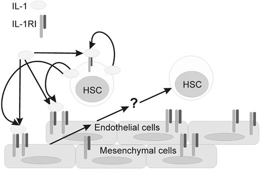 Figure 7. Model of IL-1–related interactions in the E11 mouse AGM region. The IL-1RI is expressed on endothelial, mesenchymal, and at lower levels on some HSCs. Receptor expression appears to be stable. The expression of IL-1 is variable, with high levels being produced by HSCs and other hematopoietic cells. Expression of IL-1 is low or negligible in the endothelial and mesenchymal compartment. IL-1 (from HSCs or other hematopoietic cells) is thought to interact with IL-1RI–expressing endothelial and/or mesenchymal cells on the ventral side of the E11 dorsal aorta. IL-1RI signaling results in the induction of unknown factor(s) (eg, some mobilization factors) indicated with a question mark (?) to modulate HSC maintenance and/or differentiation.