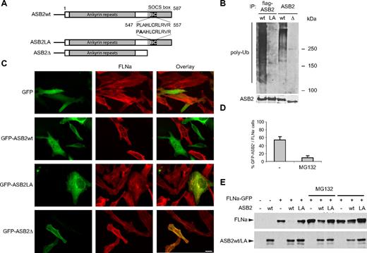Figure 2. ASB2-induced FLNa degradation is dependent on ASB2 ubiquitin ligase activity and the proteasome. (A) Schematic representation of ASB2, ASB2LA, a BC box mutant, and ASB2-Δ, a deletion mutant lacking the SOCS box. The BC box mutation is indicated in bold. (B) ASB2-Δ and ASB2LA do not activate formation of polyubiquitin chains by the E2 enzyme. Elongin B, elongin C, cullin 5, and Rbx2 together with ASB2wt, ASB2LA, or ASB2-Δ were expressed in Sf21 cells. ASB2 complexes were immunoprecipitated (IP) with anti-flag or -ASB2 antibodies as indicated, and incubated with Uba1, Ubc5a, ubiquitin, and adenosine triphosphate. Their ability to stimulate polyubiquitination was assessed by Western blotting with antibodies to polyubiquitinylated proteins. ASB2 immunoprecipitation was assessed by blotting with anti-ASB2 antibodies. (C) ASB2 ubiquitin ligase activity is required for FLNa degradation. HeLa cells were transfected with GFP, GFP-ASB2wt, GFP-ASB2LA, or GFP-ASB2-Δ expression vectors and analyzed 24 hours after transfection using an antibody directed against the N-ter of FLNa. Scale bar represents 20 μm. (D) ASB2-induced FLNa degradation is dependent on proteasome activity. Ten hours after transfection with GFP-ASB2wt, HeLa cells were left untreated (−) or treated with 1 μM MG132 for 14 hours. Percentages of FLNa-negative GFP-ASB2-positive cells were counted among a randomly selected pool of at least 100 cells expressing GFP-ASB2. Results are mean plus or minus SEM from 3 independent experiments. (E) FLNa-GFP degradation by ASB2 is dependent on proteasome activity. NIH3T3 cells were transfected with FLNa-GFP, Myc-ubiquitin, and DsRed (−), DsRed-ASB2wt (wt), or DsRed-ASB2LA (LA) expression vectors. Seven hours after transfection, cells were left untreated or incubated with 1 μM MG132 or 20 μM LLnL for 17 hours, as indicated. A total of 20-μg aliquots of whole cell extracts were immunoblotted with antibodies directed against the N-ter of human FLNa and ASB2. Antibodies to human FLNa do not recognize endogenous mouse FLNa.