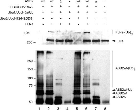 Figure 3. ASB2, but not ASB2LA, induces polyubiquitylation of FLNa. Recombinant ASB2/elongin BC/cullin5/Rbx2 complexes were purified as in Figure 2B. All samples contained purified Uba1, UbcH5a, and ubiquitin. The 3 components of the NEDD8 pathway were added as indicated. Purified FLNa was also provided as indicated and subjected to ubiquitylation. Aliquots of the reaction mixture were analyzed by Western blotting using anti-FLNa (upper panel) and anti-ASB2 antibodies (lower panel).