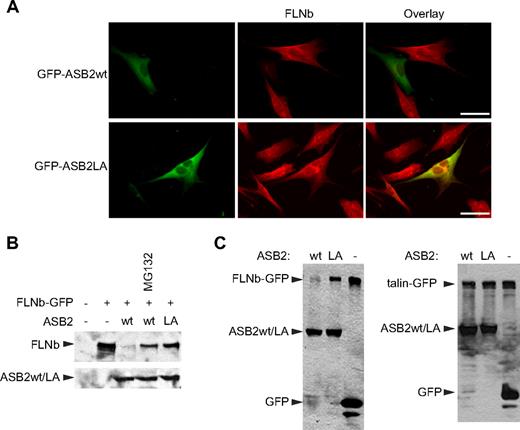 Figure 4. ASB2-induced FLNb degradation is dependent on ASB2 ubiquitin ligase activity and the proteasome. (A) ASB2-induced FLNb degradation depends on ASB2 ubiquitin ligase activity. NIH3T3 cells were transfected with GFP-ASB2wt or GFP-ASB2LA expression vectors, replated on coverslips coated with 5 μg/mL fibronectin 5 hours after transfection, fixed 15 hours after replating, and analyzed using an antibody directed against FLNb. Scale bar represents 50 μm. (B) FLNb-GFP degradation by ASB2 is dependent on proteasome activity. NIH3T3 cells were transfected for 24 hours with FLNb-GFP together with the GFP (−), GFP-ASB2wt (wt), or GFP-ASB2LA (LA) expression vectors in the absence or presence of 1 μM MG132 for 18 hours, as indicated. (C) HEK293T cells were transfected for 24 hours with FLNb-GFP (left) or GFP-talin (right) together with the GFP (−), GFP-ASB2wt (wt), or GFP-ASB2LA (LA) expression vectors, as indicated. In panels B and C, 20-μg aliquots of whole cell extracts were immunoblotted with antibodies to GFP.