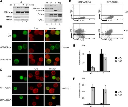 Figure 6. ASB2-induced degradation of FLNa is dependent on ASB2 ubiquitin ligase activity and proteasome in myeloid leukemia cells. (A) ASB2wt was induced in PLB985/MT-ASB2 treated with 65 μM ZnSO4 for the indicated times (lanes 1-4). ASB2wt was induced in PLB985/MT-ASB2 cells treated with 10 μM ZnSO4 (lane 5). ASB2LA (lane 6) and ASB2-Δ (lane 7) were induced in PLB985/MT-ASB2LA and PLB985/MT-ASB2-Δ cells treated with 100 μM ZnSO4. PLB985/MT-Flag cells were used as controls and treated with 100 μM ZnSO4 (lane 8). Protein extracts (20 μg) were separated by SDS-PAGE and immunoblotted for ASB2, FLNa (N-ter), and FLNb. * indicate a nonspecific band. PLB985 cells were nucleofected with the GFP, GFP-ASB2wt, and GFP-ASB2LA expression vectors for 8 hours and treated without (B) or with 0.5 μM MG132 (C). Expression of FLNa was analyzed by immunocytochemistry using an antibody directed against the N-ter of FLNa. Colocalization of ASB2 and FLNa is indicated in the merged image (yellow). Scale bar represents 20 μm. (D-F) Whereas FLNa expression is not influenced by GFP or GFP-ASB2-Δ, FLNa expression is dramatically reduced in GFP-ASB2wt–expressing leukemia cells. GFP, GFP-ASB2wt, and GFP-ASB2-Δ were induced in PLB985/MT-GFP, PLB985/MT-GFP-ASB2wt, and PLB985/MT-GFP-ASB2-Δ cells with 100 μM ZnSO4 for 48 hours, respectively. After permeabilization and fixation, cells were stained with anti-FLNa or anti-IgG1 antibodies and Alexa Fluor 647–conjugated anti-mouse antibodies. A total of 10 000 cells were analyzed by flow cytometry. (D) Dot plots of a representative experiment showing FLNa expression before and after ZnSO4 treatment. (E) Expression of FLNa in GFP–ASB2wt- and GFP–ASB2-Δ–expressing cells. (F) Expression of GFP-ASB2wt and GFP–ASB2-Δ after ZnSO4 treatment. Results are mean plus or minus SEM from 3 independent experiments.