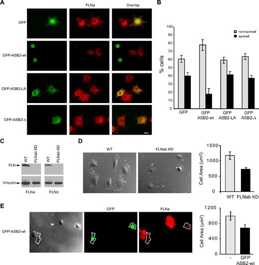 Figure 7. ASB2-induced degradation of FLNs inhibits cell spreading on fibronectin. (A,B) NIH3T3 cells were transfected with GFP, GFP-ASB2wt, GFP-ASB2LA, or GFP–ASB2-Δ expression vectors for 24 hours, trypsinized, and serum arrested for 1 hour in suspension. Cells were plated on fibronectin-coated coverslips and fixed after 45 minutes. (A) Cells were stained with anti-FLNa antibodies as indicated. Scale bar represents 20 μm. (B) Percentages of nonspread (▩) and spread (■) cells are plotted as mean plus or minus SEM from 3 independent experiments. (C) FLNa and FLNb double knockdown in HT1080. (D) Spreading quantification. HT1080 WT or HT1080 FLNabKD cells were replated on fibronectin-coated coverslips and fixed after 40 minutes. Cell areas of at least 100 cells were measured and plotted as mean plus or minus SEM. (E) HT1080 WT were transfected with GFP-ASB2wt and 24 hours later replated on fibronectin-coated coverslips, fixed after 40 minutes, and stained for FLNa. Cell areas were measured and cells expressing GFP-ASB2wt (outlined in the image) were compared with untransfected cells on the same coverslip. Scale bar represents 20 μm. The plot shows the mean area plus or minus SEM.