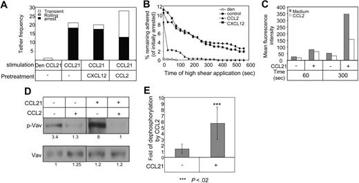 Figure 2. Low-dose CCL2 does not interfere with rapid LFA-1 or VLA-4 activation by CCL21 but impairs adhesion persistence in vitro. (A) Frequency and strength of adhesive tethers between human T cells (intact or CCL2-pretreated) interacting with ICAM-1 coated alone or coimmobilized with CCL21 or denaturated (den) CCL21 (control). Experiments were performed at a shear stress of 0.5 dyn/cm2. (B) Human T cells (intact or CCL2 pre treated) were allowed to accumulate for 2 minutes at a shear stress of 0.5 dyn/cm2 on ICAM-1/CCL21 or denaturated CCL21 (den) and their adhesion persistence (ability to resist detachment by a constant application of high shear stress (5 dyn/cm2) was assessed at the indicated time points. Results are shown as percentage of cells initially accumulated on the integrin ligands. The experiment shown is representative of 4 independent experiments. (C) Effect of pre-exposure of lymphocytes to CCL2 (0.1 ng/mL) on the CCL21-triggered induction of the high-affinity LFA-1 epitope 327C in PBL. FACS staining showing spontaneous and CCL21-triggered expression of the 327C epitope at the indicated time points is presented as mean fluorescence intensity (MFI). The experiment shown is representative of 3 independent experiments. (D) Naive T cells were pretreated with or without CCL2 (0.1 ng/mL) for 30 minutes. The cells were then stimulated with CCL21 and lysed immediately. Immunoprecipitates were separated by 10% (wt/vol) SDS-PAGE and p-Vav and Vav were analyzed as described in “Vav detection.” (E) Graph summarizing the inhibition of Vav phosphorylation by CCL2 in CCL21-treated or untreated cells from 4 different experiments.
