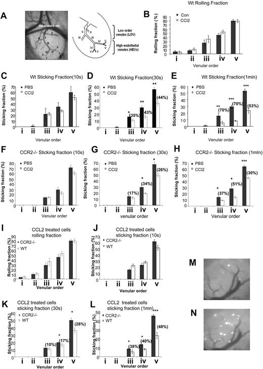 Figure 3. CCL2 inhibits firm integrin-mediated lymphocyte adhesion to HEV walls in mouse PLNs. (A) Intravital micrograph and sketch showing a typical subiliac LN at low (5×/0.12 NA, N Plan, water immersion) magnification. LN venous blood drains into an extralymphoid side branch of the superficial epigastric vein via the LOVs (orders I, II, and some order III venules) and the HEVs (orders III, IV and V venules). (B) Rolling and (C-H) sticking fractions of calcein-labeled naive control or CCL2-treated lymphocytes (C-E) or CCR2−/− control or CCL-2 treated lymphocytes (F-H) in the venular tree of subiliac LNs. Lymphocytes were pretreated with CCL2 (1 ng/mL, 30 minutes) or left untreated and injected into the femoral artery. Rolling fraction = 100 × number of rolling cells/number of fast cells. Sticking fraction = 100 × number of arrested cells (more than 10 seconds or 30 seconds or 1 minute) / number of rolling cells. Data shown are means plus or minus SEM of 3 to 5 venules per mouse (n = 3 animals analyzed). (I-L) Rolling (I) and sticking fractions (J-L) of calcein-labeled naive CCL2-treated WT or CCR2−/− lymphocytes in the venular tree of subiliac LNs. Wild-type or CCR2−/− lymphocytes were pretreated with CCL2 (1 ng/mL, 30 minutes) and injected into the femoral artery of mice. Rolling fraction = 100 × number of rolling cells / number of fast cells. Sticking fraction = 100 × number of arrested cells (more than 10 seconds or 30 seconds or 1 minute) / number of rolling cells. Data shown are means plus or minus SEM of 3 to 9 venules per mouse (n = 3 animals analyzed for wild-type lymphocytes and n = 4 animals analyzed for CCR2−/− lymphocytes). Percentages of inhibition are indicated. (M,N) Intravital micrographs (10×/0.3 NA, HCX APO, water immersion) of lymphocyte arrest in the PLN venular tree. The accumulation of CCL2-treated (M) or control (N) lymphocytes in PLN venules was analyzed 30 minutes after intravenous injection of the fluorescently labeled cells. All photomicrograph images (A,M,N) were obtained with a Leica INM 100 microscope (Leica Microsystems SA, Rueil-Malmaison, France) coupled to a silicon-intensified target camera (Hamamatsu Photonics, Massy, France); videos were recorded on DVCAM video tapes (DSR-11 Sony; IEC-ASV, Toulouse, France) and images were obtained with an image processing unit (Argus 20; Hamamatsu Photonics) and numerized with DPS velocity software (Digital Processing System, Hicksville, NY).
