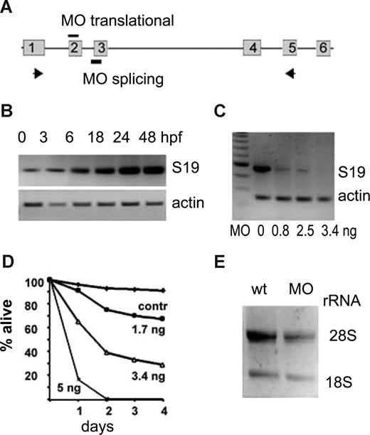 Figure 1. Expression of rps19 in zebrafish embryos is specifically down-regulated by an antisense morpholino. (A) Zebrafish rps19 gene is composed of 6 exons. Antisense morpholinos corresponding to the sequence around the translational start site in exon 2 are designed to inhibit translation. Morpholinos derived from the intron 2 exon 3 boundary are designed to inhibit splicing. (B) Embryos start synthesizing rps19 mRNA at approximately 6 hpf; the low amount of rps19 mRNA at 0 to 3 hours postfertilization (hpf) is of maternal origin. RNA was pooled from at least 30 embryos at each time point. (C) Morpholinos targeting the splicing site of exon 3 of rps19 gene significantly decrease the level of rps19 mRNA message at 24 hpf: RT-PCR. in panel A show the positions of primers. Amounts of injected morpholino per embryo are indicated. Actin expression is used as a load control. A total of 60 to 100 embryos were injected with each dose; RNA was prepared from at least 30 embryos. A result representative of 3 experiments is shown. (D) Survival of zebrafish embryos depends on the dose of injected morpholinos. Complete blocking of RPS19 expression at 5 ng per embryo leads to death of all embryos at 48 hpf. The dose of 3.4 ng allows embryos to survive for approximately a week. Sixty to 100 embryos were injected with each dose, a representative experiment is shown. (E) Ribosomal biogenesis is defective in morphants. At 30 hpf, the amount of rRNA is lower in morphants. Total RNA was prepared from 30 wild-type or morphant embryos; the amount of loaded RNA is equivalent to 4 embryos.