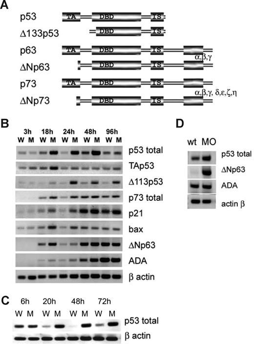 Figure 4. p53 family expression is dysregulated in rps19-deficient zebrafish. (A) Proteins of the p53 family have similar structure. They are expressed as full-length protein or truncated isoforms lacking all (Δ113p53) or most part of transactivation domain (ΔNp63 and ΔNp73). p63 and p73 can also be alternatively spliced at the C end. ΔNp63 and ΔNp73 can inhibit all full-length p53 family members. (B) Expression of p53 network genes in whole embryos received 3.4 ng of splicing blocking morpholino at different time points. RT-PCR, RNA was pooled from 30 embryos. W indicates wild-type; M, morphant embryos. (C) p53 is transcriptionally up-regulated in embryos injected with 3.4 ng of MOt morpholino inhibiting rps19 translation: RT-PCR. (D) p53 is up-regulated in red blood cell purified from 20 hpf embryos (pool of 300 embryos). ΔNp63 is not expressed in wild-type but induced in morphant cells. ADA is slightly up-regulated in morphant cells. Vertical lines have been inserted to indicate a repositioned gel lane.