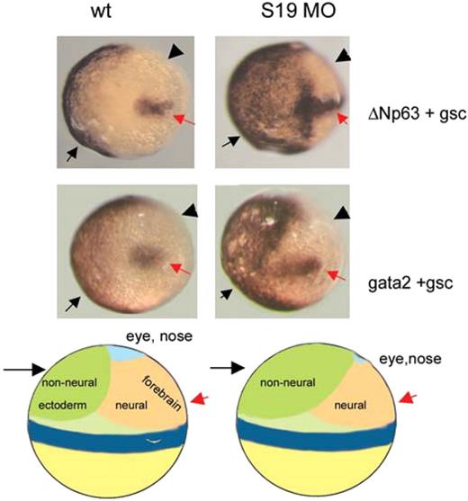 Figure 5. ΔNp63 dysregulation contributes to the rps19-deficient phenotype. Nonneural ectoderm () is expanded in rps19-deficient embryos at the expense of neural one (◀). In situ hybridization with p63 and gata2 probes. Hybridization with gsc probe (red arrow) was used to mark the dorsal side. Tilted dorsal view. Thirty wild-type or morphant embryos were used in the reaction; 7 or 8 from the morphant group had visible expansion of the nonneural ectoderm markers. Representative embryos are shown. Schema of zebrafish fate map at 6 hpf shows side view.