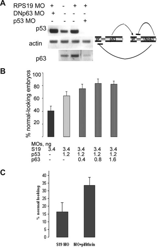 Figure 6. Down-regulation of p53 and ΔNp63 alleviates rps19-deficient phenotype. (A) p53 and ΔNp63 regulate each other expression. Expression of ΔNp63 is decreased in rps19-deficient embryo injected with 8 ng of p53-specific morpholinos. On the contrary, expression of p53 in RPS19-deficient embryo injected with high dose (8 ng/embryo) of ΔNp63-specific morpholino is increased. RNA was prepared from 30 embryos at each time point. (B) Coinjection of low doses of p53-specific and ΔNp63-specific morpholinos increases the number of morphologically normal embryos among morphants. Eighty embryos were injected in each group. A result representative of 3 independent experiments is shown. (C) Pharmacologic inhibition of p53 pathway by a small molecule pifithrin μ improves phenotype of rps19-deficient embryos. Eighty injected embryos were used for the control and experimental group.