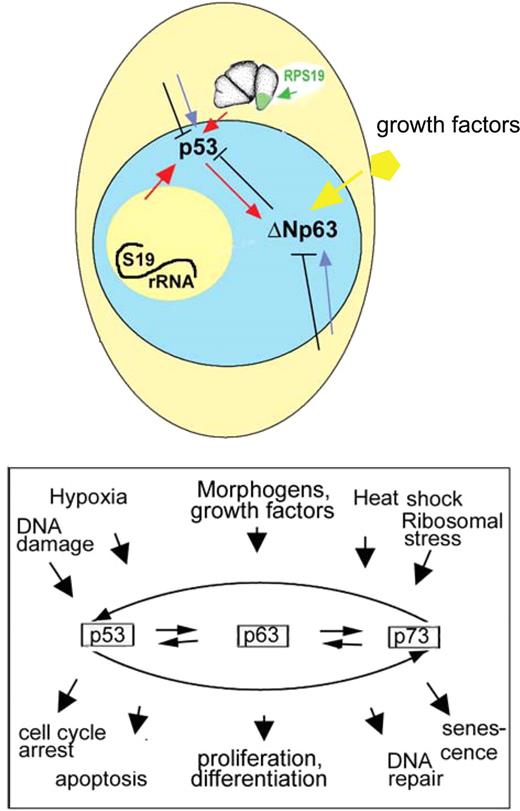 Figure 7. Up-regulation of p53 and ΔNp63 are interconnected but separately regulated events. Some p53 network activating signals may originate from nucleolus resulting from defective ribosome biogenesis or from cytoplasm resulting from defective translation. p53 and ΔNp63 may also integrate other signals from the cell interior as well as from the environment (eg, from growth factors). Both p53 and ΔNp63 proteins act not in isolation but as part of p53 family network.