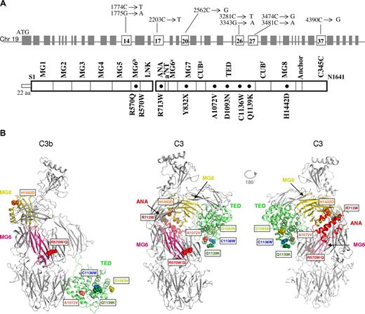 Figure 1. Location of C3 mutations associated with aHUS. (A) Gene structure of C3, domains of the encoded protein, and position of the mutations. Note that the genomic structure numbering begins with the start site ATG, while the protein structures begin with the first amino acid of the mature protein. (B) Structures of complement component C3 and C3b showing the locations of mutations identified in atypical hemolytic uremic syndrome (aHUS) patients. Ribbon representation of C3b and C3 (2 views) with the domains containing mutations (labeled spheres).