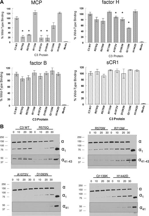 Figure 2. Ligand binding and cofactor activity of the C3 proteins. Proteins were transiently expressed in 293T cells, concentrated and quantified before analysis (see Document S1). (A) Binding to MCP, factor H, factor B, and soluble CR1 (sCR1) in ELISA. For MCP and factor H, C3 protein was incubated at 15 ng/mL and for factor B, 200 ng/mL. Detection was made with chicken anti–human C3 and HRP-linked donkey anti–chicken IgY. * indicates a significant reduction in binding (P < .05). (B) Kinetic analysis of cofactor activity. C3 preparations were incubated for 0 to 30 minutes at 37°C with factor I and a cofactor protein (MCP, factor H, or sCR1). The zero control is before the addition of factor I. The last lane is an iC3b control. Samples were reduced and analyzed by Western blotting using either chicken anti–human C3 or goat anti–human C3 (insets) followed by an HRP-linked antiglobulin (see Document S1). Cofactor activity is assessed by the loss of the α chain and appearance of the α1 and α41 kDa major cleavage fragments. The minor α43 kDa cleavage fragment is more variable but no pattern was observed that was specific for a mutant. Data are representative of 5 similar experiments.