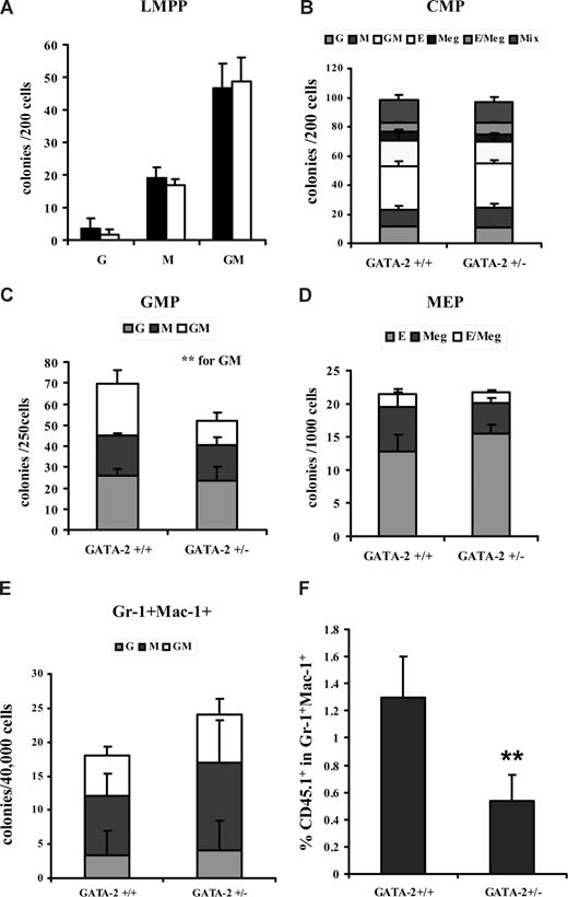 Figure 3. GATA-2+/− marrow GMPs display impaired functionality in vitro and in vivo. Bone marrow–nucleated cells from each genotype were lineage depleted by using magnetic bead separation, and lineage-negative–enriched cells were stained with various cell surface antibodies to enable isolation of immunophenotypically defined progenitor subsets by cell sorting. LMPP, CMP, GMP, and MEP populations from each genotypic group were plated in colony-forming medium containing myeloid and erythroid growth factors. Three replicates were used per population per genotype in each experiment. The cumulative data for multiple experiments are shown: LMPP (A) (n = 2; P = not determined), CMP (B) (n = 5; G, P = .87; M, P = .61; GM, P = .93; E, P = .74; Meg, P = .45; E/Meg, P = .13; Mix, P = .49), GMP (C) (n = 5; G, P = .58; M, P = .6; GM, P = .03), MEP (D) (n = 5; E, P = .28; Meg, P = .3; E/Meg, P = .82), and Gr-1+Mac-1+ (E) (n = 3; G, P = .33; M, P = .28; GM, P = .37). In vivo functionality was assessed by using competitive transplantation of 10 000 GATA-2+/− or GATA-2+/+ GMP (B6SJL-CD45.1) and 150 C57BL/6-CD45.2 Lin-Sca-1+CD117+CD34− competitor stem cells into C57BL/6-CD45.2–irradiated recipients. Eight days after transplantation, the peripheral blood of recipient mice were analyzed for the contribution of donor CD45.1 within the Gr-1+Mac-1+ compartment by flow cytometry (F) (n = 5; P = .037). ** indicates statistical significance. Error bars indicate SEM. Statistical analysis was performed by using the paired Student t test.