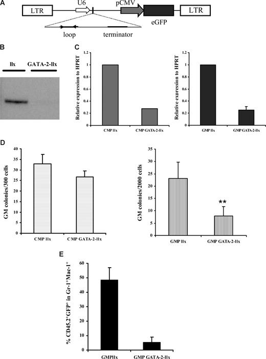 Figure 4. Knockdown of GATA-2 in wild-type GMPs by lentivirus-mediated RNA interference impairs function in vitro and in vivo. A schematic representation of the lentilox (llx) construct used to knock down GATA-2 is shown (A). Western blot analysis of GFP+ BAF-3 cells shows knockdown of GATA-2 (B). Bone marrow–nucleated cells from wild-type animals were sorted for CMP and GMP and transduced with either control vector (llx) or GATA-2–llx. After transduction, CMP and GMP from llx or GATA-2–llx were subjected to a reverse-transcription reaction and Q-PCR to determine the extent of GATA-2 knockdown (C). GFP+ cells from llx or GATA-2-llx–transduced CMPs and GMPs were plated in colony-forming medium containing myeloid, megakaryocyte, and erythroid growth factors. Individual colony types were tallied on day 10, and granulocyte-macrophage progenitors are depicted (D) (CMP, n = 4, P = .28; GMP, n = 4, P = .01). To assess in vivo functionality, irradiated B6SJL-CD45.1 mice were transplanted with C57BL/6-CD45.2 GMPs transduced with either llx or GATA-2–llx along with competing C57BL/6-CD45.1 Lin-Sca-1+CD117+CD34− stem cells. A proportion of transduced cells from each group were cultured for a further 2 days to allow a retrospective analysis of GFP+ cells transplanted initially. Eight days after transplantation, the peripheral blood of recipient mice were analyzed for the contribution of donor CD45.2 and GFP positivity within the Gr-1+Mac-1+ compartment by flow cytometry The cumulative data of multiple recipients (n = 3; P = ND) from 2 separate experiments is shown (E). Error bars indicate SEM. ** indicates statistical significance. Statistical analysis was performed by using the paired Student t test.