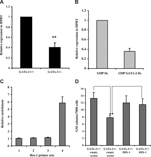 Figure 7. Hes-1 contributes to GATA-2–mediated regulation of myeloid progenitor cell function. RNA prepared from the GMPs of each genotype was subjected to reverse-transcriptase reaction, and Q-PCR for Hes-1 was performed (A). Results were normalized to HPRT. Triplicates were used for each PCR, and the figures represent 4 experiments ± SEM (P = .005). RNA was prepared from GFP+ cells of GMPs that were transduced with either llx and llx–GATA-2. These RNA samples were subjected to a reverse-transcriptase reaction, and Q-PCR for Hes-1 was performed. Results were normalized to HPRT (B) (n = 2; P = not determined). ChIP experiments in 32Dcl3 cells showed that GATA-2 binds directly to the HES-1 locus. Four putative GATA-binding sites were tested, one of which was preferentially enriched by the anti–GATA-2 antibody (primer set 4). ChIP material was analyzed by SYBRGreen qPCR; data are the mean of 4 experiments read in duplicate. Results are represented as enrichments over nonspecific binding by total rabbit IgG after normalization to a control sequence (exon 4 of HES-1). (C) Bone marrow–nucleated cells from each genotype were sorted for GMPs and transduced with either empty vector or HES-1. GFP+ cells from each genotype were plated in colony-forming medium containing myeloid, megakaryocyte, and erythroid growth factors. Granulocyte-macrophage progenitors were tallied on day 10 and are depicted (D) (n = 3; GATA-2+/+ empty vector vs GATA-2+/− empty vector, P = .047; GATA-2+/− empty vector vs GATA-2+/−HES-1, P = .049). ** indicates statistical significance. Error bars indicate SEM. Statistical analysis was performed by using the paired Student t test.