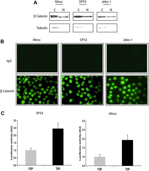 Figure 1. Localization and in vitro activity of β-catenin in MCL cell lines. (A) Subcellular fractionation using the cell lysates of 3 MCL cell lines revealed that β-catenin was localized to the nucleus (N). The expression of α-tubulin in the cytoplasm (C) served as a control for the efficiency of subcellular fractionation. (B) Confocal microscopy revealed the nuclear accentuation of the β-catenin staining in MCL cells (bottom panel). The use of secondary antibody served only as negative controls (top panel). (C) The use of the TOP/FOP system confirmed that β-catenin is transcriptionally active in SP53 and Mino cells. Luciferase activity is expressed as arbitrary units (AU). Error bars indicate SD. Experiments were performed in triplicates and the differences are statistically significant (P < .05, Student t test).