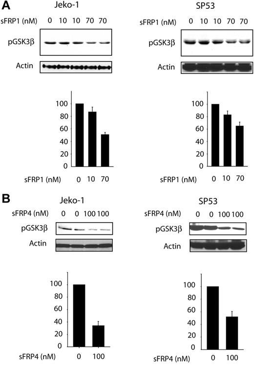 Figure 4. Effect of WNT pathway inhibition on GSF3β phosphorylation status. SP53 and Jeko-1 cells were treated with different concentrations of natural Wnt inhibitor: sFRP1 (A) or sFRP4 (B). Treatments with either of these 2 sFRP proteins led to a significant decrease in p-GSK3β. The bottom graph on each figure represents densitometry measurement of the p-GSK3β expression levels. Error bars indicate SD.