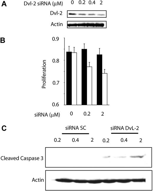 Figure 5. Biologic effect of WNT pathway inhibition by DvL-2 targeting.(A) Treatment of Jeko-1 cells with siRNA for DvL-2 for 24 hours showed a dramatic decrease in the protein expression of DvL-2. (B) Wnt pathway inhibition by DvL-2 induced a significant decrease in Jeko-1 cell growth as measured by MTS assay. Error bars indicate SD. (C) Treatments of Jeko-1 cells for 48 hours with DvL-2 siRNA demonstrate a dose-dependent cleavage of caspase-3.