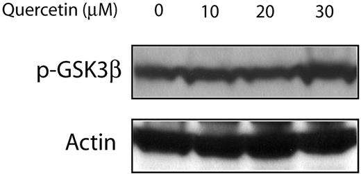 Figure 7. Treatment of Jeko-1 cells with quercetin had no detectable effect on the GSK3β phosphorylation status. Jeko-1 cells were treated with different concentrations of quercetin. Treatment with the diluent served only as the negative control.