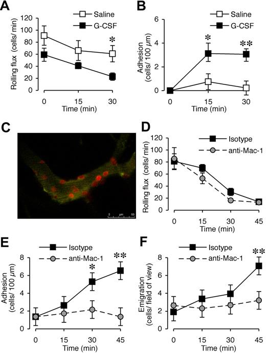 Figure 4. Acute local administration of G-CSF promotes Mac-1–dependent adhesion and transendothelial migration of neutrophils in vivo. (A) Leukocyte rolling flux and (B) adhesion in postcapillary venules (vessel diameter 25-40 μm) of cremaster muscle before and after superfusion with saline or 15 μg/mL G-CSF for up to 30 minutes in WT C57BL/6 mice. n = 6 to 8 mice per group. *P < .05; **P < .001 versus basal adhesion, or versus saline rolling flux. (C) In vivo confocal image using PE-conjugated anti–Gr-1 mAb showing that adherent cells in G-CSF–treated muscle are Gr-1+ neutrophils. (D) Leukocyte rolling flux, (E) adhesion, and (F) transendothelial migration in postcapillary venules of cremaster muscle before and after superfusion with 15 μg/mL G-CSF for up to 45 minutes in WT C57BL/6 mice that were pretreated (intravenous injection) with anti–Mac-1 mAb (5C6) or isotype control mAb. n = 5 mice per group. Data represent mean plus or minus SEM; *P < .05; **P < .001.