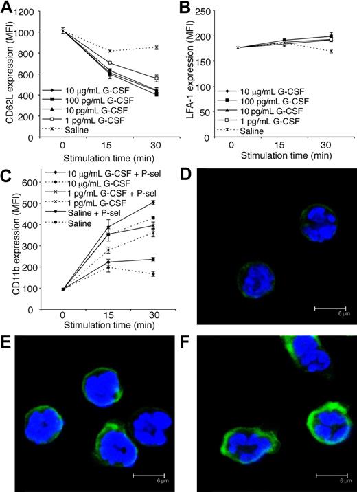 Figure 6. G-CSF decreases CD62L and increases CD11b expression by neutrophils in vitro. (A) CD62L expression on purified neutrophils treated in vitro with G-CSF (1 pg/mL-10 μg/mL) or saline. P < .05; at 15 and 30 minutes, saline versus 1 to 100 pg/mL or 10 μg/mL G-CSF. (B) LFA-1 (CD11a/CD18) expression on purified neutrophils treated in vitro with G-CSF (1 pg/mL-10 μg/mL) or saline. P < .05; saline versus 100 pg/mL G-CSF at 15 minutes, saline versus 1 to 100 pg/mL or 10 μg/mL G-CSF at 30 minutes. (C) CD11b expression on purified neutrophils treated with or without G-CSF, in the presence or absence of P-selectin fusion protein (P-sel; 10 μg/mL). P < .05 at 15 and 30 minutes; saline versus 1 to 100 pg/mL or 10 μg/mL G-CSF, each dose of G-CSF alone versus the equivalent dose of G-CSF + P-selectin. Data in panels A to C show mean MFI (mean fluorescence intensity) plus or minus SD for duplicate samples, representative of at least 2 independent experiments, each using neutrophils pooled from 4 WT C57BL/6 mice. Representative confocal images showing CD11b in green and DAPI-stained nuclei in blue of neutrophils treated for 30 minutes with (D) saline, (E) 10 μg/mL G-CSF, or (F) 10 μg/mL G-CSF and 10 μg/mL P-selectin fusion protein (P-sel).