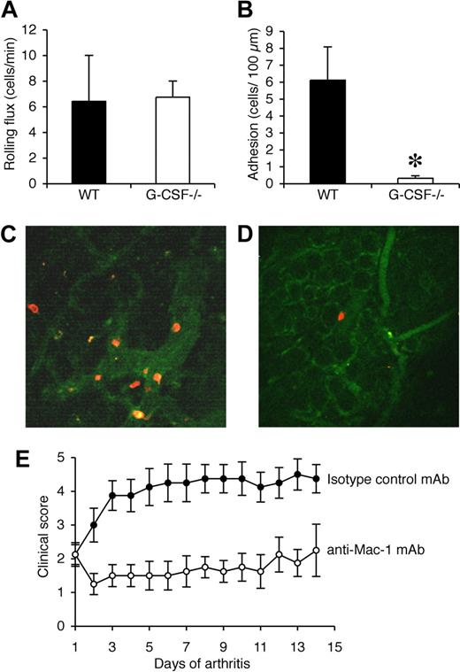 Figure 7. Neutrophil adhesion in synovial microvessels is reduced in G-CSF−/− mice during CIA and leukocyte trafficking during CIA is Mac-1 dependent. (A) Rolling flux (cells/min) and (B) adhesion (number of adherent cells/100 μm) within the synovial microvessels of WT and G-CSF−/− mice with CIA. *P < .05. Representative multiphoton microscopy images of adherent Gr-1+ cells (red/orange) in synovial microvessels in the knee joint synovium of (C) WT and (D) G-CSF−/− mice when clinical evidence of CIA was apparent in WT mice (days 33-35). (E) Clinical scores (mean ± SEM) in mice treated with either isotype control mAb or Mac-1 blocking mAb (5C6) after the onset of CIA. n = 8 mice per treatment group. The effect of 5C6 on the progression of CIA was compared with an isotype control mAb-treated group of mice within the 1 experiment, as shown here and in Figure 2E. P < .01 during days 1 to 14 of arthritis.
