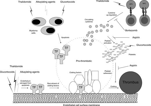 Figure 5. Thalidomide treatment in combination with alkylating agents in myeloma promotes prothrombotic conditions at the endothelium surface via a combination of mechanisms. Mechanisms include rapid apoptosis of myeloma cells leading to circulating tissue factor (TF), exposed TF by endothelium cells salvaged from apoptosis, increased circulating cytokines (eg, TNFα) with T-cell activation by antigen-presenting cells (APCs), and activated platelets in response to increased circulating cytokines.