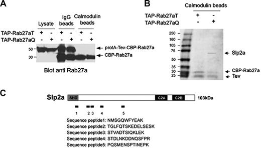 Figure 1. Tandem affinity purification of the Rab27a/Slp2a complex. (A) TAP-Rab27aT (an inactive mutant) and TAP-Rab27aQ (an active mutant) were purified from 2 stable YT cell lines expressing these constructs. Two successive affinity purification steps were performed using IgG beads and then calmodulin beads. Total lysates, the IgG bead fraction, and the calmodulin bead fraction were separated by SDS–polyacrylamide gel electrophoresis (PAGE) and transferred onto an Immobilon membrane. Western blot analysis of TAP-tagged Rab27a mutants was revealed with anti-Rab27a. (B) A fraction of protein purified with TAP-Rab27aT and TAP-Rab27aQ after the TAP procedure was separated using 4% to 20% SDS-PAGE and visualized by Coomassie blue staining. (C) Schematic representation of the Slp2a domains used to localize the peptides identified by mass spectrometry. The peptide sequences are shown.