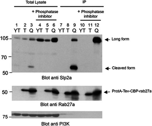 Figure 2. Detection of a proteolytic cleavage product of endogenous full-length Slp2a in the absence of phosphatase inhibitors. YT cell lines expressing the TAP-active form of Rab27a (Q) or the TAP-inactive form of Rab27a (T) and untransfected YTs (YT) were lysed in the presence or absence of phosphatase inhibitor. Lysates were then immunoprecipitated with IgG beads. Lysates and precipitates (IPs) were analyzed by Western blot for the presence of cleaved or full-length forms of Slp2a using a rabbit antibody raised against the Slp2a SHD domain. Equally, the presence of TAP mutants Rab27a was detected using an anti-Rab27a. Western blot analysis of PI3K was used as a loading control.